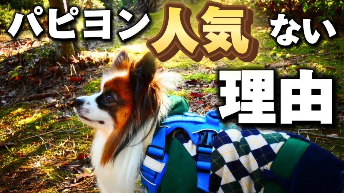 【パピヨン人気ない理由】パピヨン犬に人気がない理由を考察してみました【パピヨン】【パピヨン飼い方】