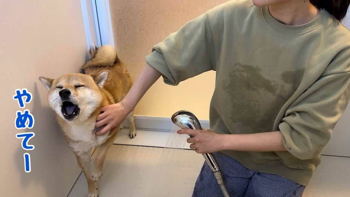 久しぶりの自宅お風呂が嫌すぎて犬語で泣き叫びながらも必死に頑張る柴犬が可愛すぎました