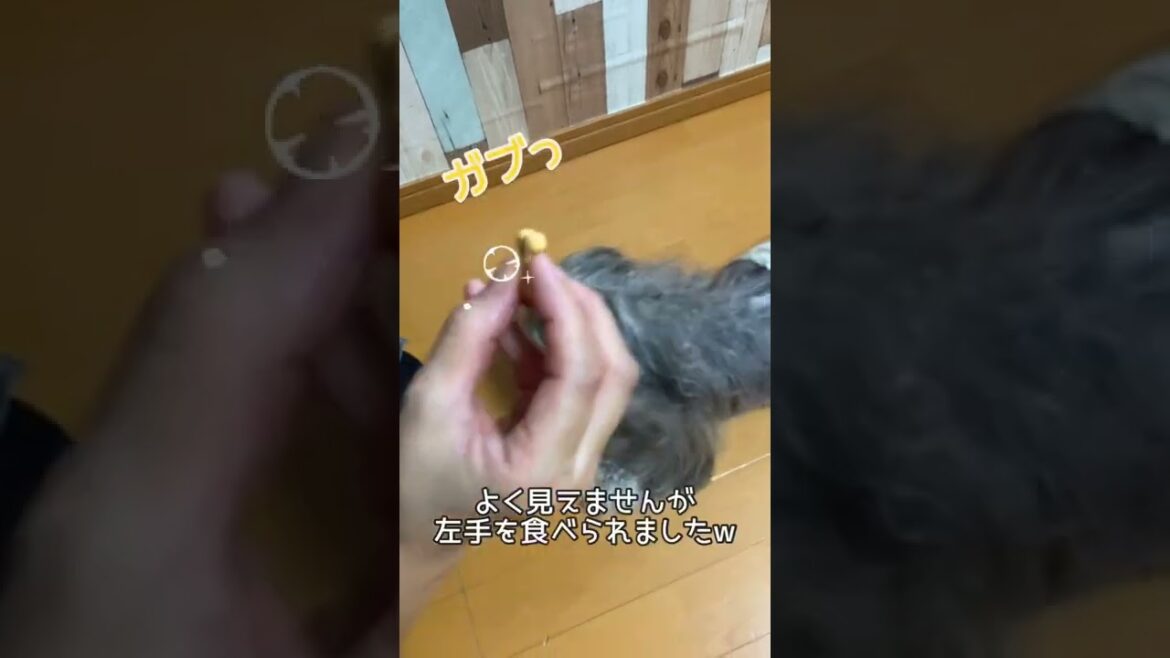 鼻パク【ミニチュアダックスワイヤー】グダグダ！ママさん編