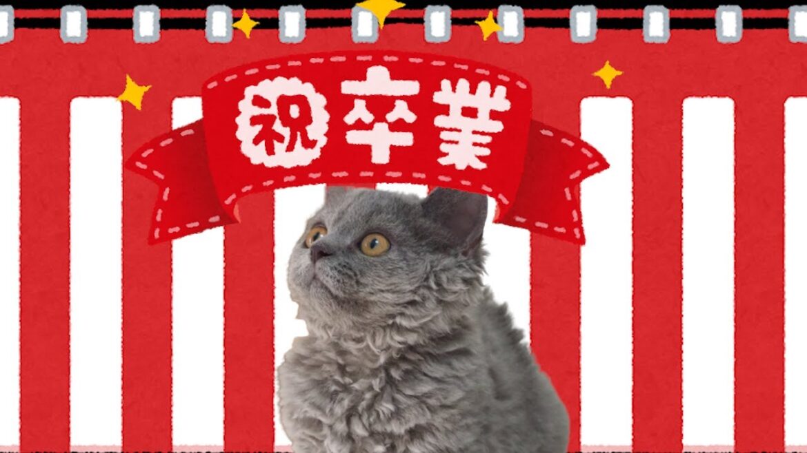 子猫がついにアレを卒業しました！！｜セルカークレックス｜ブリティッシュショートヘア