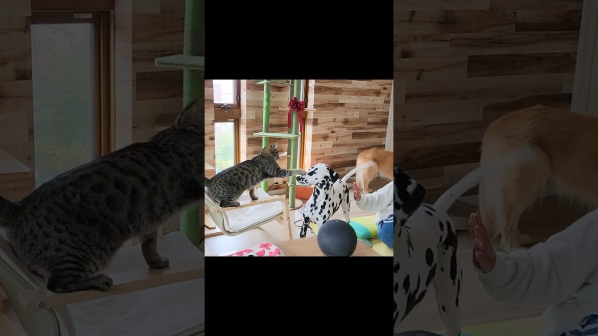 元保護猫vsダルメシアン🤣🤺⚔️#shorts #猫 #元保護猫 #ダルメシアン #犬  #cat #dog #猫動画 #犬動画