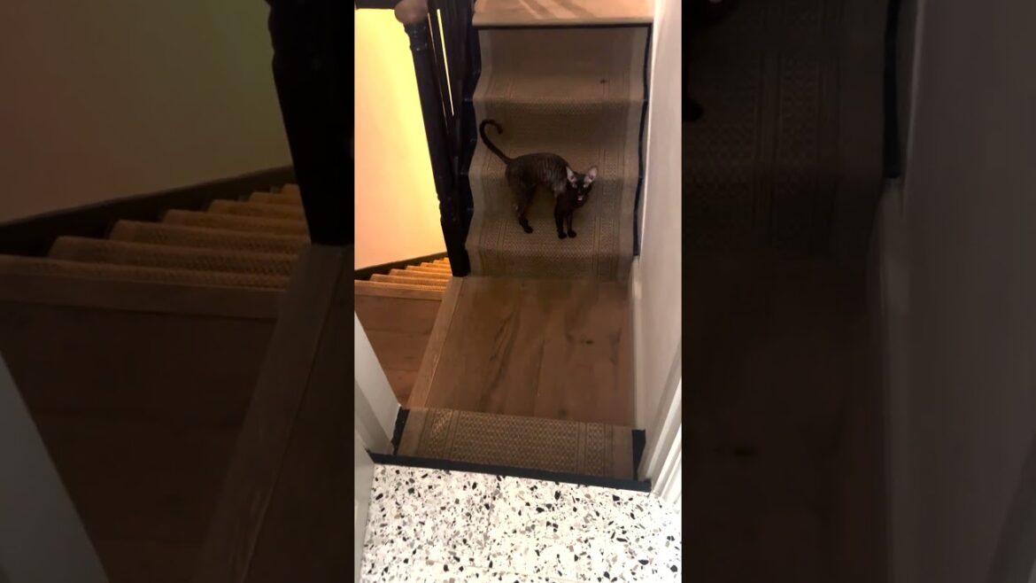 Cornish Rex Screams When Person Opens Door