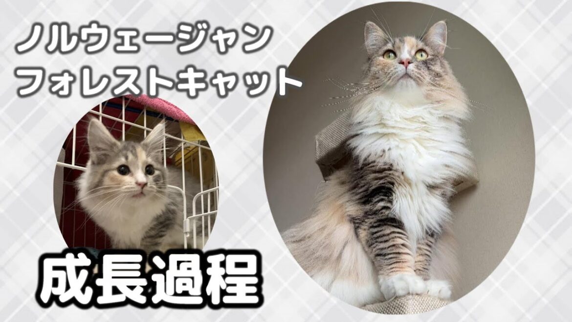【生後3ヵ月～２歳まで】ノルウェージャンフォレストキャットの成長記録