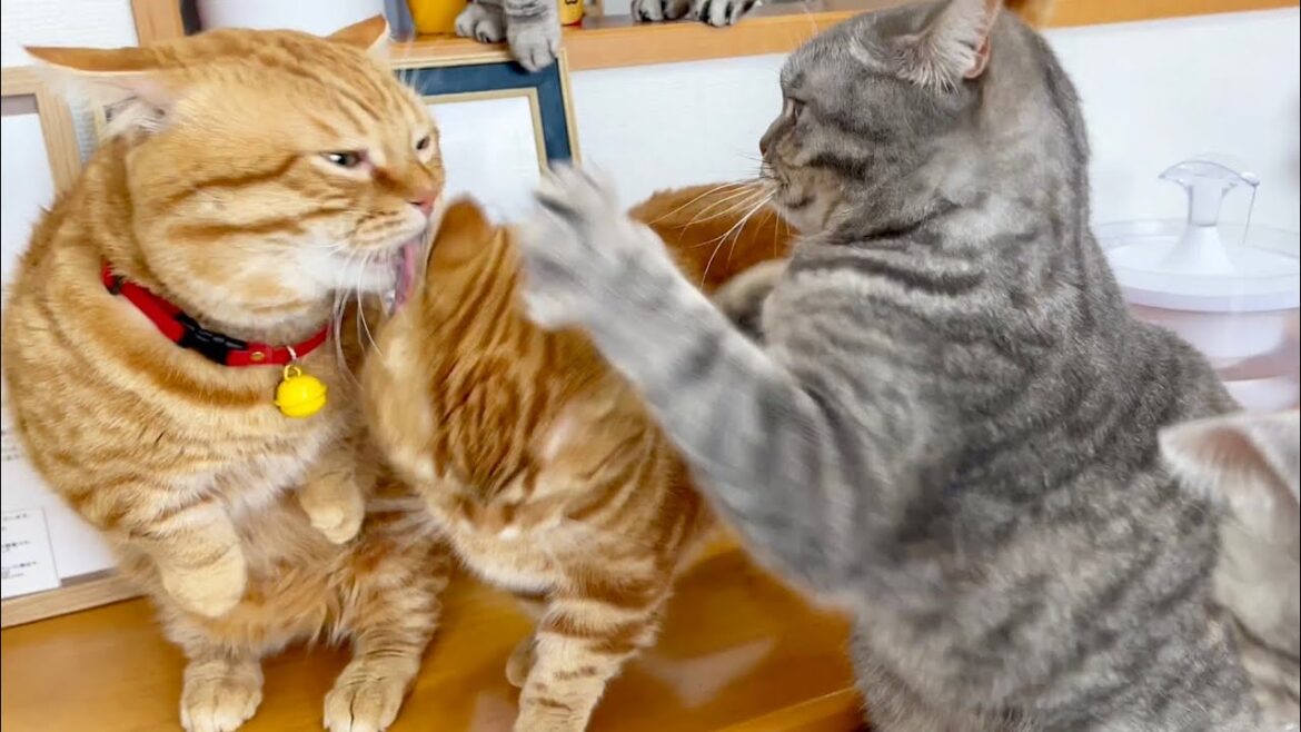 大荒れのごはんタイム💦そして... #猫 #マンチカン