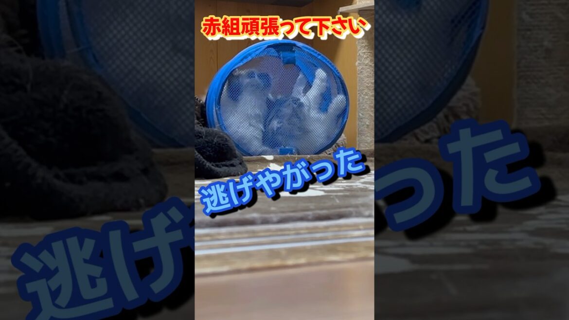 朝の大運動会　サイベリアンの三つ子の騒がしい大暴走　#shorts 子猫