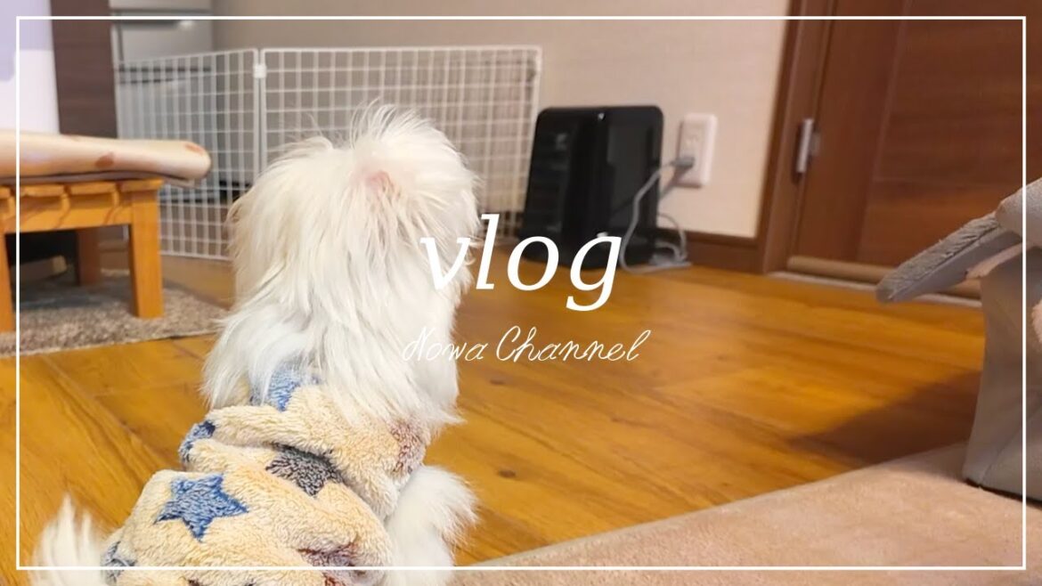 【vlog】ママの帰宅が待ち遠しい赤ちゃんマルチーズ