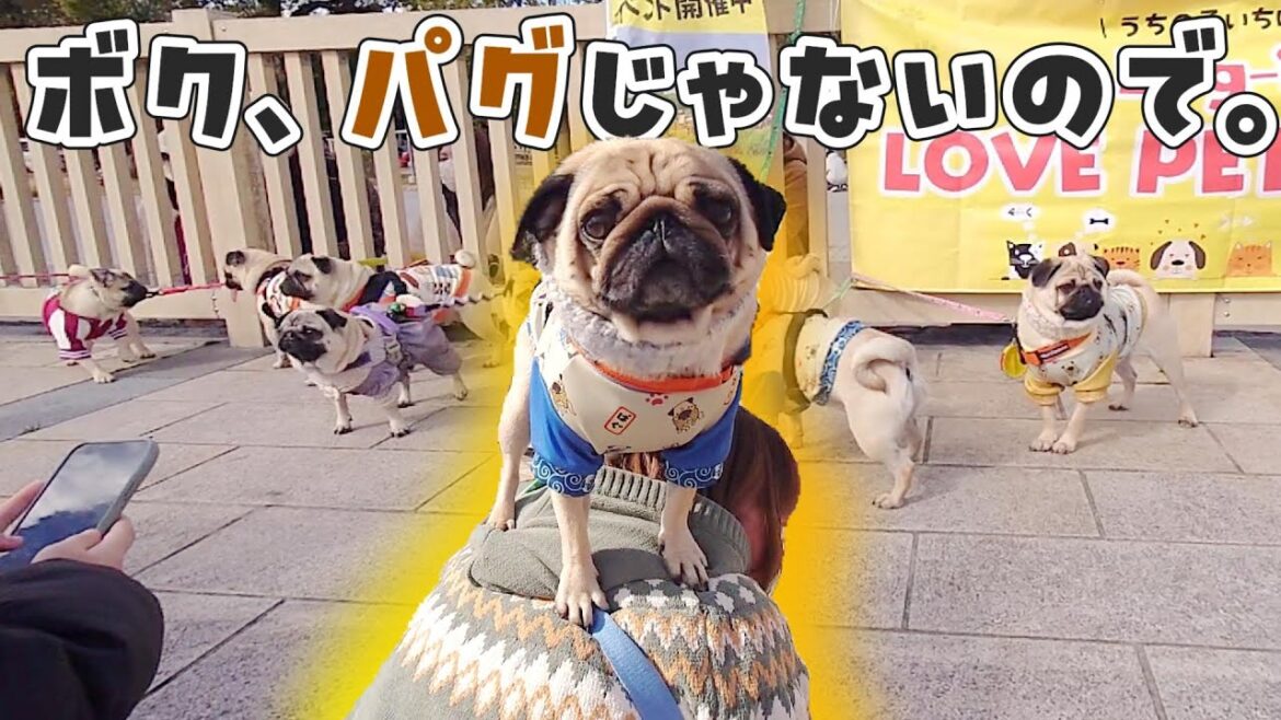 パグの撮影会を逃げ出して一番目立つ撮り方をする自称人間のパグがこちらｗｗｗ｜Log in LOVE PET FESTA｜パグのぺろぽん兄弟pug犬｜