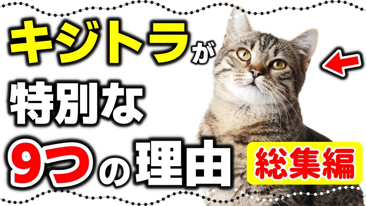 【キジトラ総集編】キジトラ猫・キジ白猫の特徴