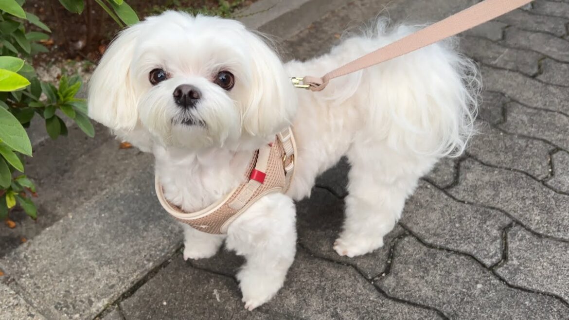愛犬が迷子になって不安そうにしてる様子が可愛すぎた件【マルチーズ】