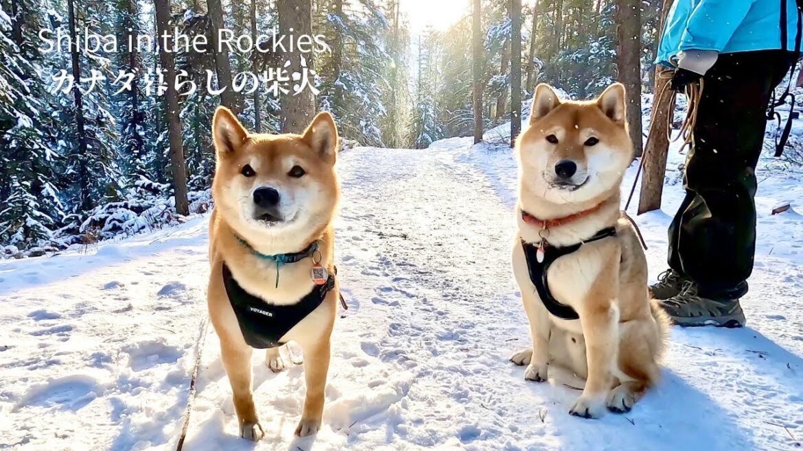 新雪に包まれたカナダの森で大はしゃぎな柴犬たちが可愛すぎる【4K】カナダ海外生活