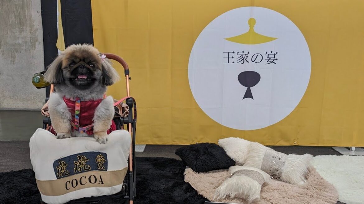 【速報!!】西日本最大級のイベント【王家の宴】に行ってきました!!その①
