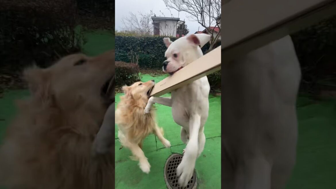 破壊したくなる📦　ゴールデンレトリバー　ボクサー犬