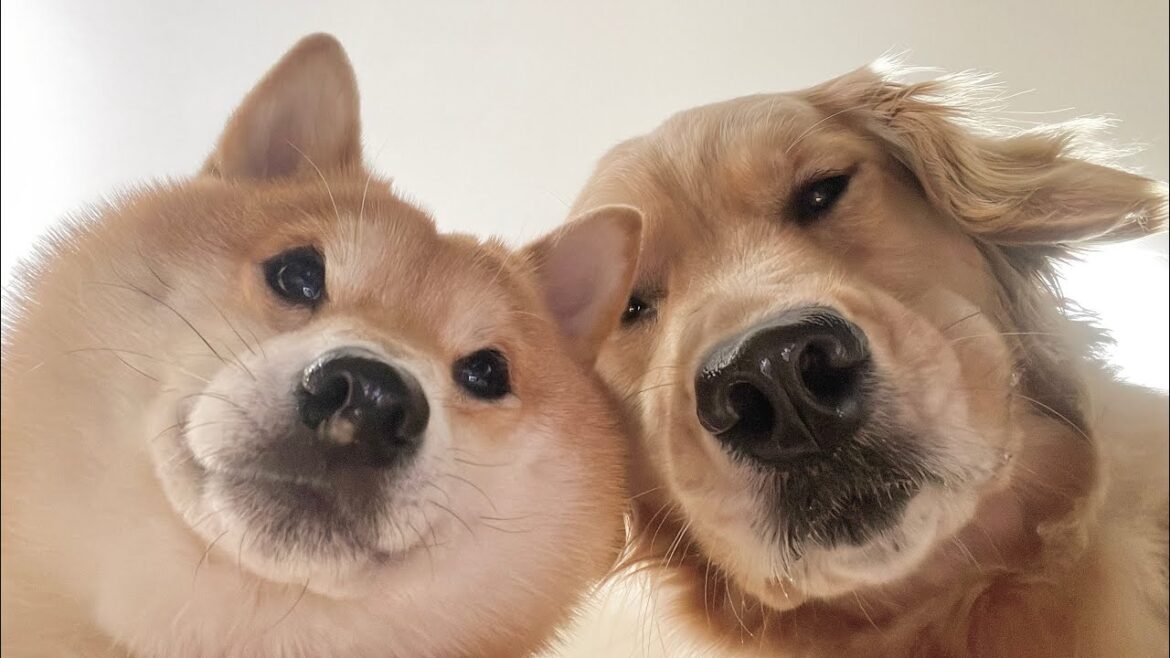 豆柴とゴールデンレトリバーが真剣な眼差しで見つめる理由が可愛いすぎました… 豆柴とゴールデンレトリバーが真剣な眼差しで見つめる理由が可愛いすぎました...