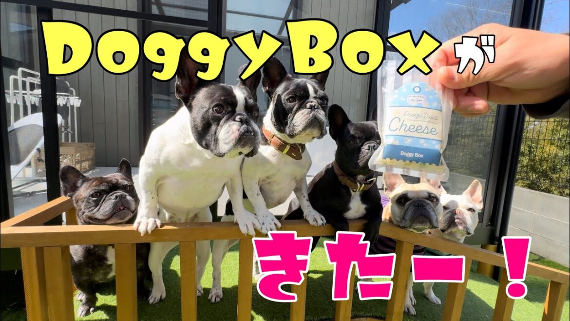 ワクワクがとまらない！今月のDoggyBoxは何かな？【DoggyBox3月号】
