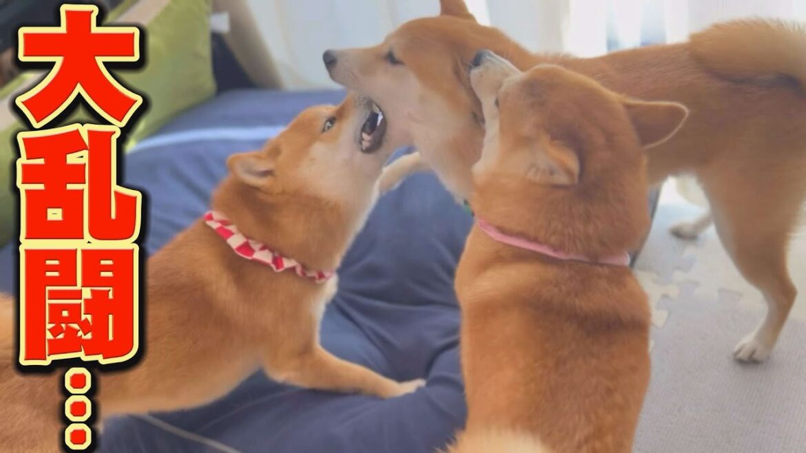 兄柴犬のイライラが止まらず、三つ巴の大乱闘に・・・