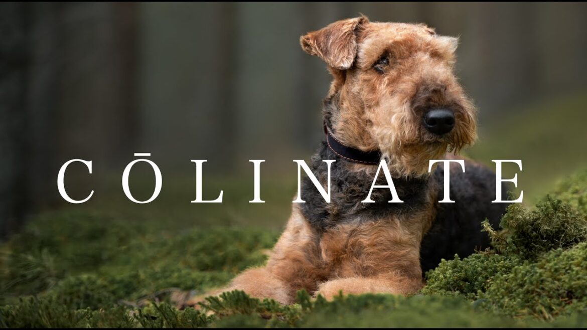 AIREDALE TERRIER（エアデールテリア）By COLINATE/コーリネイト