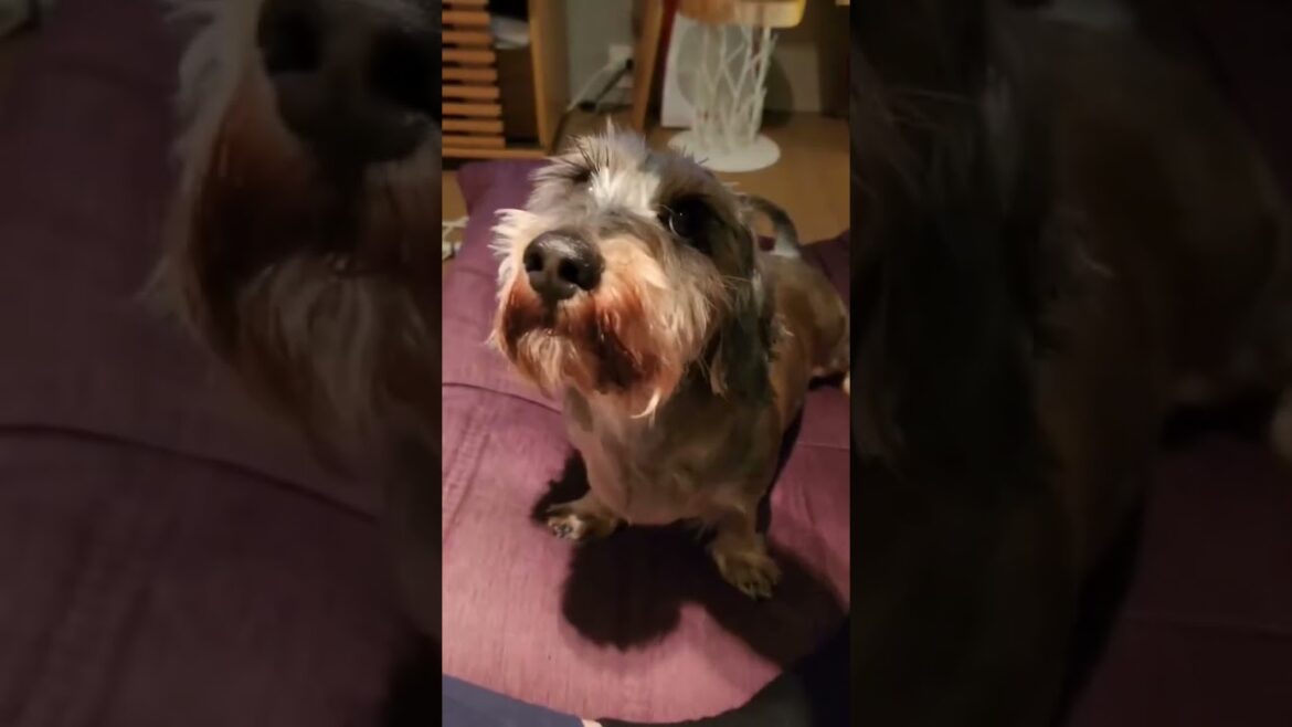 しいたけのお手、おかわり　ワイヤーダックス（ワイルドボア）