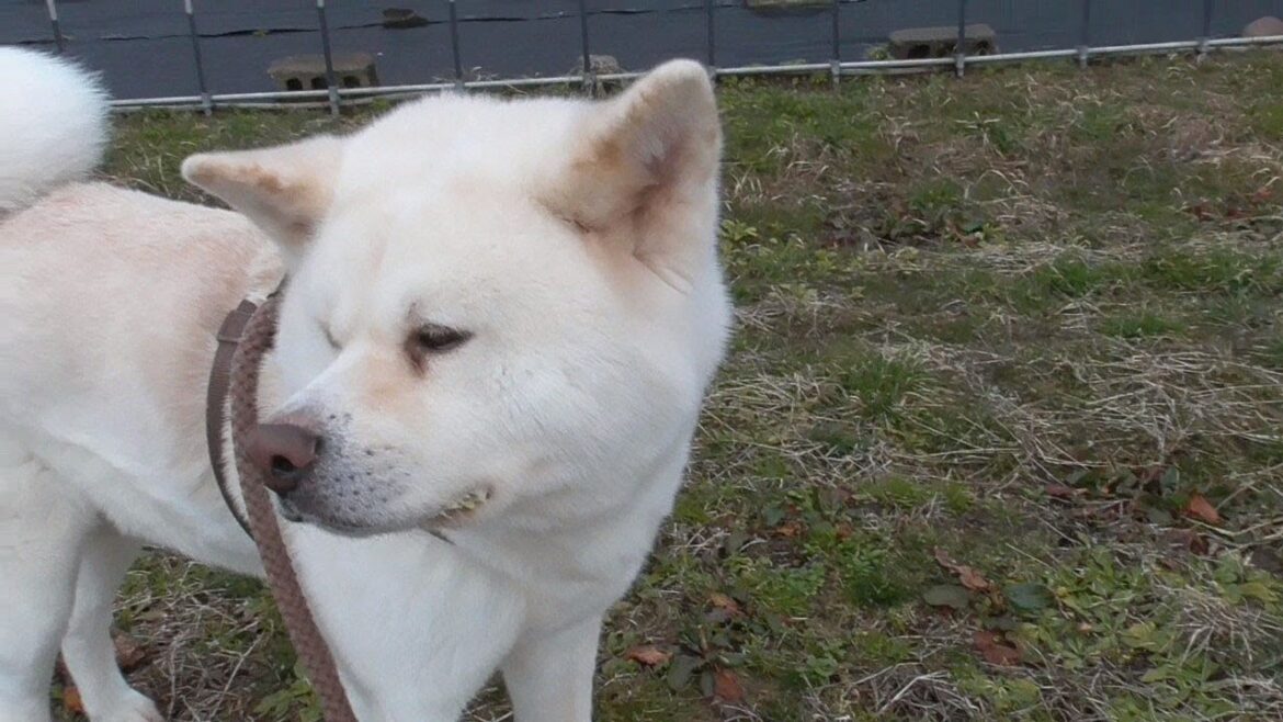 【秋田犬ゆうき】お腹の調子がイマイチだったのでいつものお薬スポットへ出向いて自分で治す【akita dog】