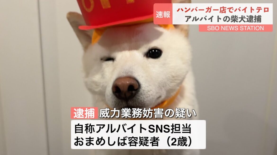 ハンバーガー屋でバイトテロした柴犬