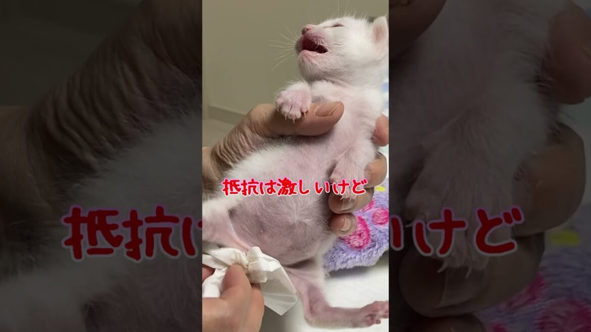 part④赤ちゃん猫を保護してから１ヶ月の物語