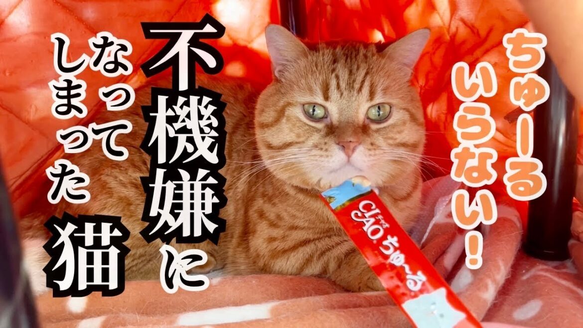 茶々パパを怒って不機嫌になってしまった理由が...  #猫 #マンチカン