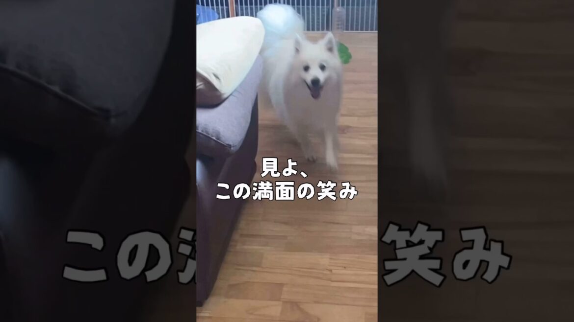 食べたくて食べたくてフライング　#日本スピッツ　#japanesespitz #shorts