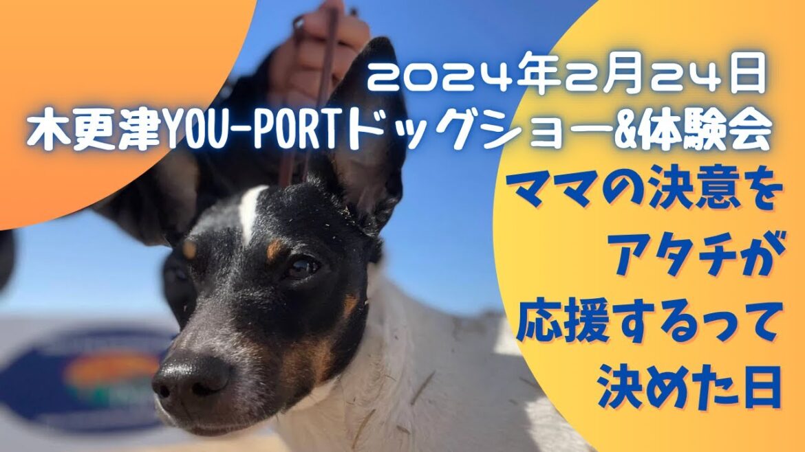 『日本テリア』のつむぎと木更津ユーポートにドッグショー観戦＆体験に行ってきました。
