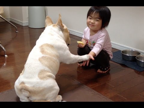 フレンチブルドッグのミルコ #252 リンゴくれたんじゃなかったのかなあ? フレンチブルドッグのミルコ #252 リンゴくれたんじゃなかったのかなあ?