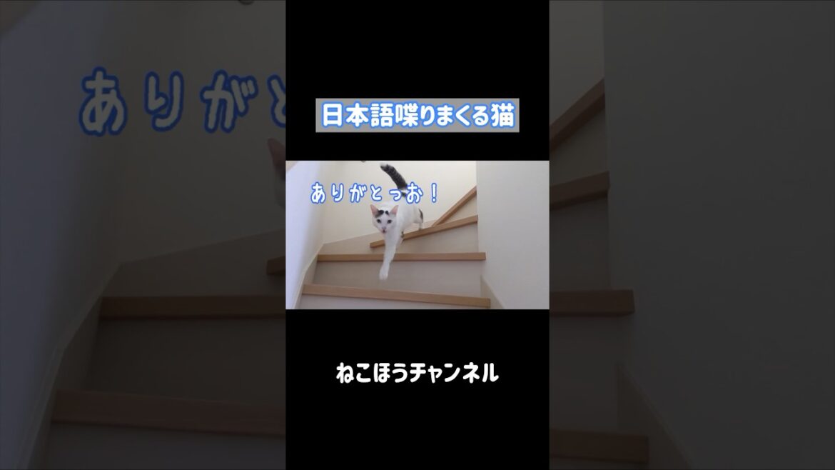 日本語を喋りながら登場する天才猫w #shorts