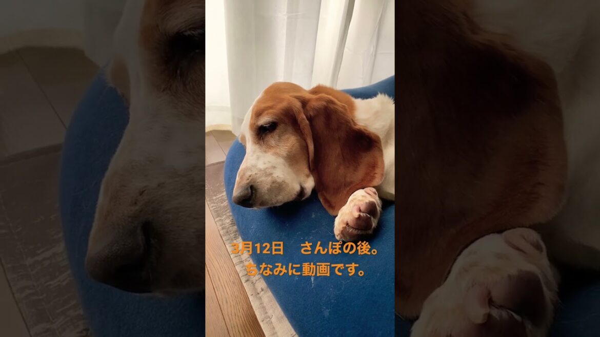 3月12日 #bassethounds #basset #bassett #bassethound