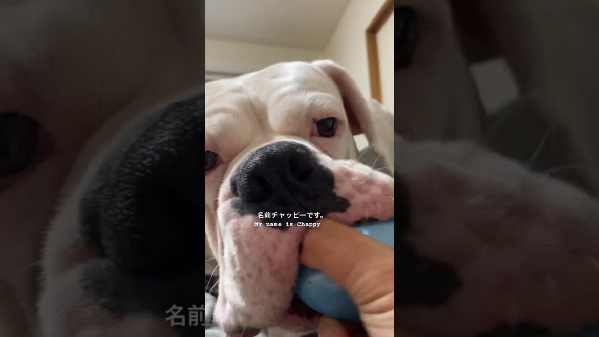 遊んでたら‥😂　ボクサー犬　#shorts