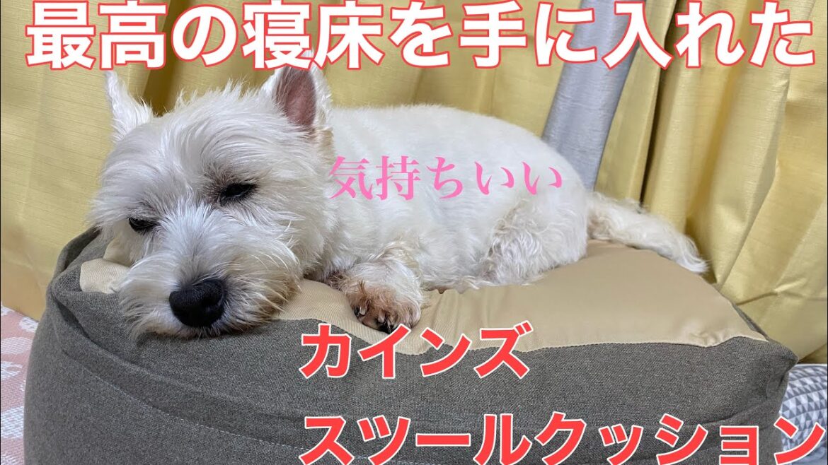 🐶おニューな寝床を手に入れた犬の様子がこちら