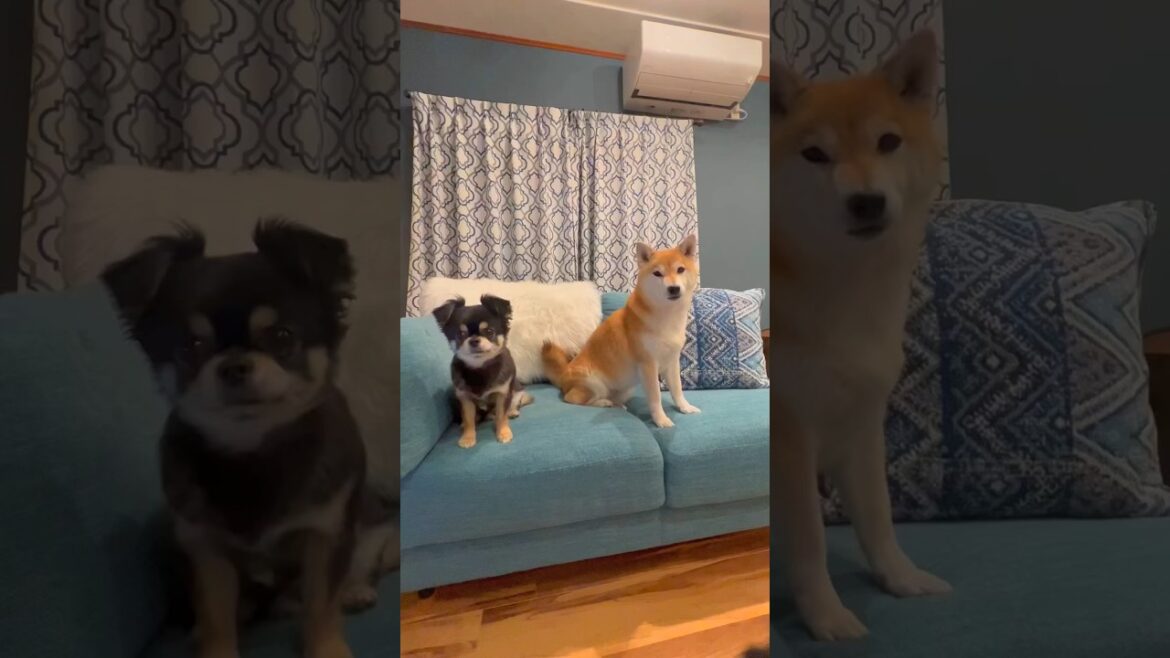 友達が泊まりにきたよ🐶🎵#柴犬 #チワワ #shorts