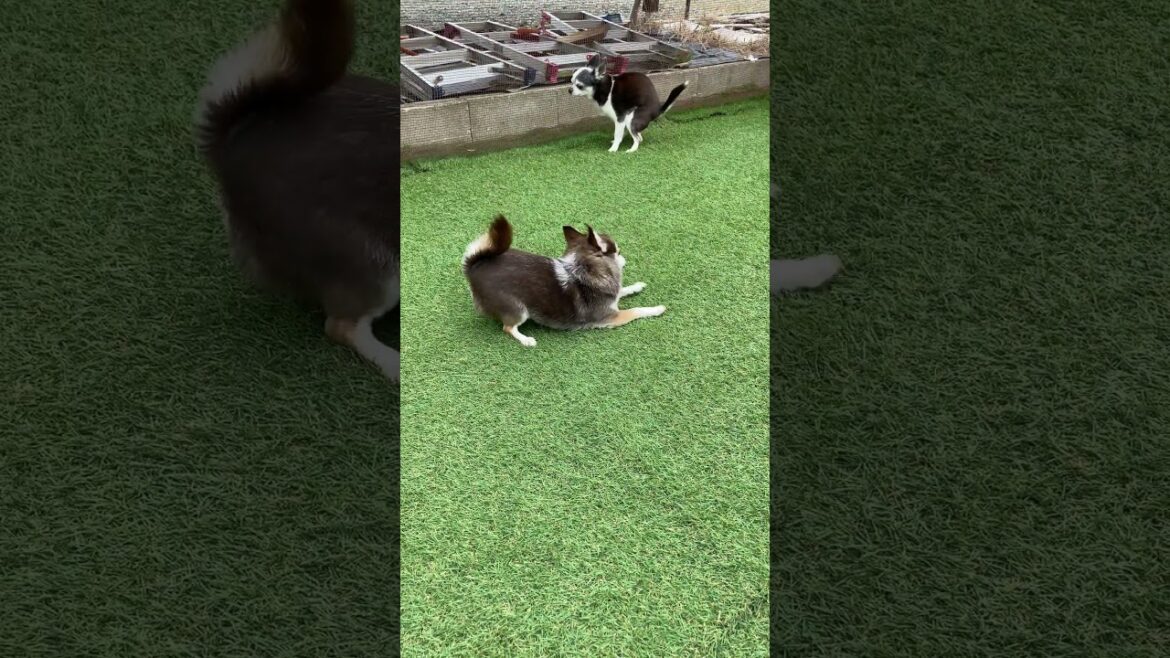 一応スムースコートチワワ チョ子ちゃんのバウポーズ #Shorts #dog