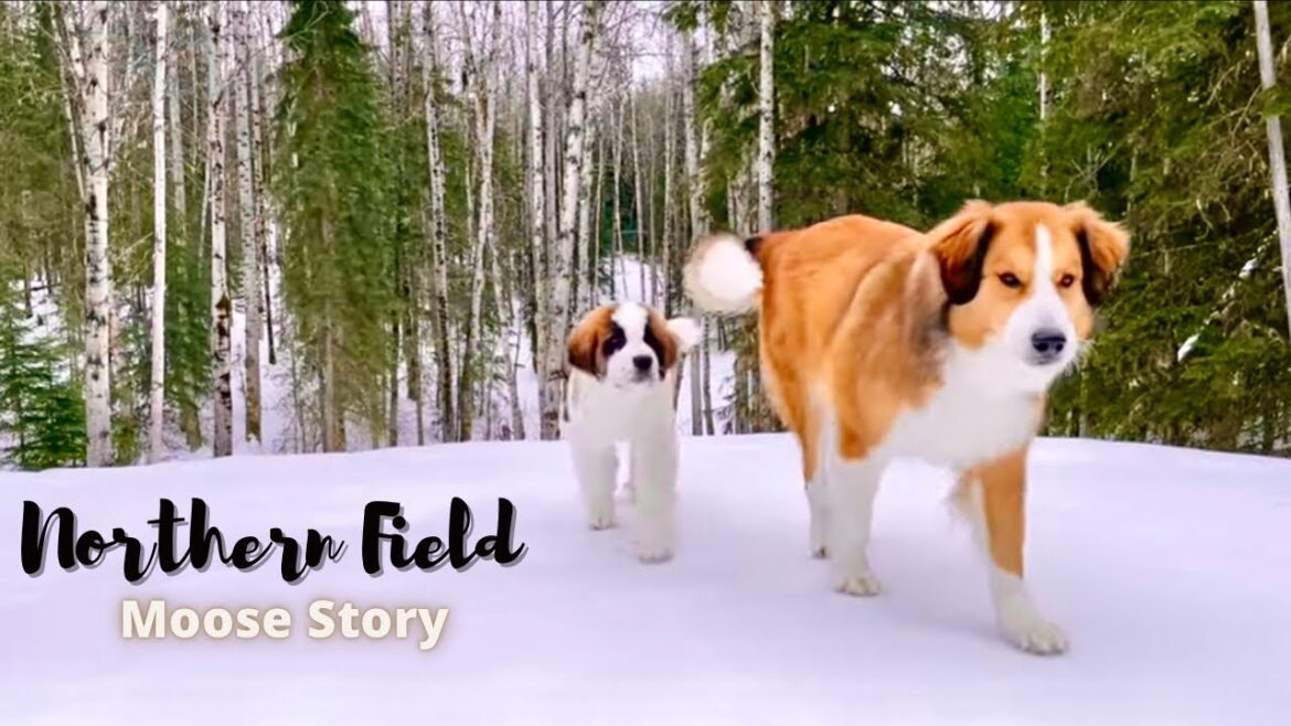 セントバーナード 子犬 ボウ成長記/ムース(ヘラジカ)の話【超大型犬とカナダで田舎暮らし・海外生活】 セントバーナード 子犬 ボウ成長記/ムース(ヘラジカ)の話【超大型犬とカナダで田舎暮らし・海外生活】