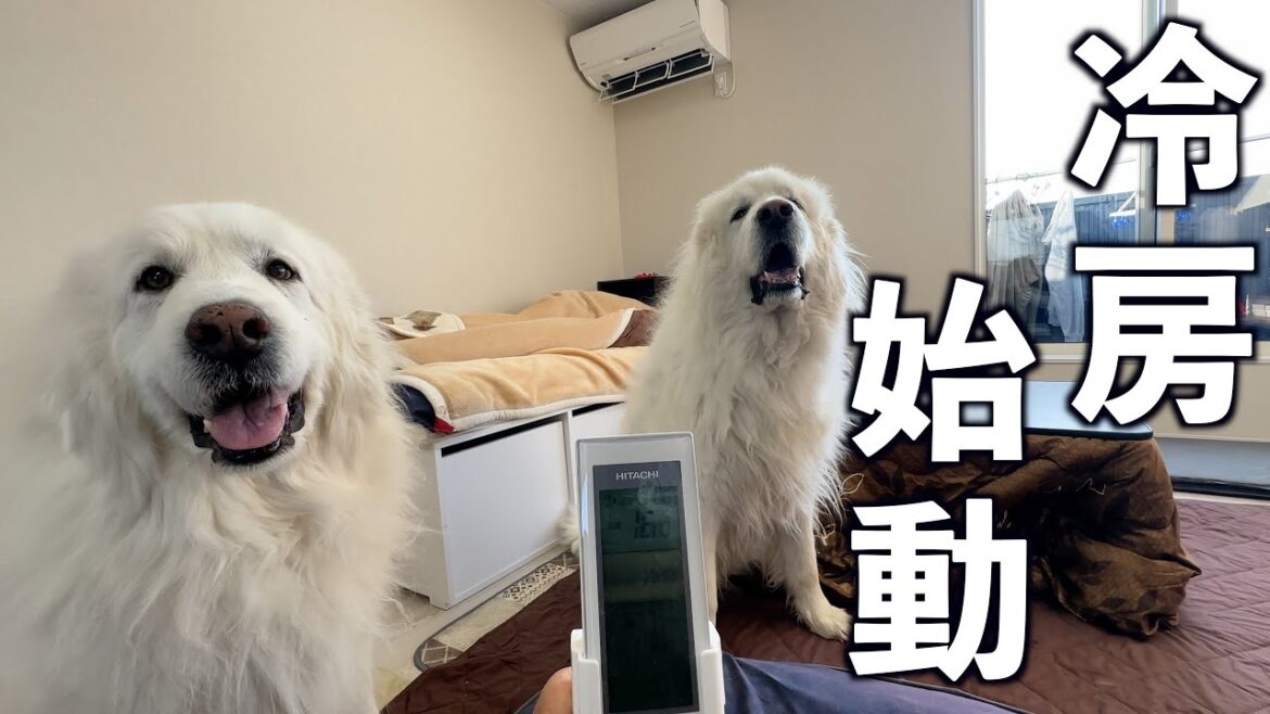 3月16日に16℃設定のエアコン始動でニッコニコな暑がりなグレートピレニーズ