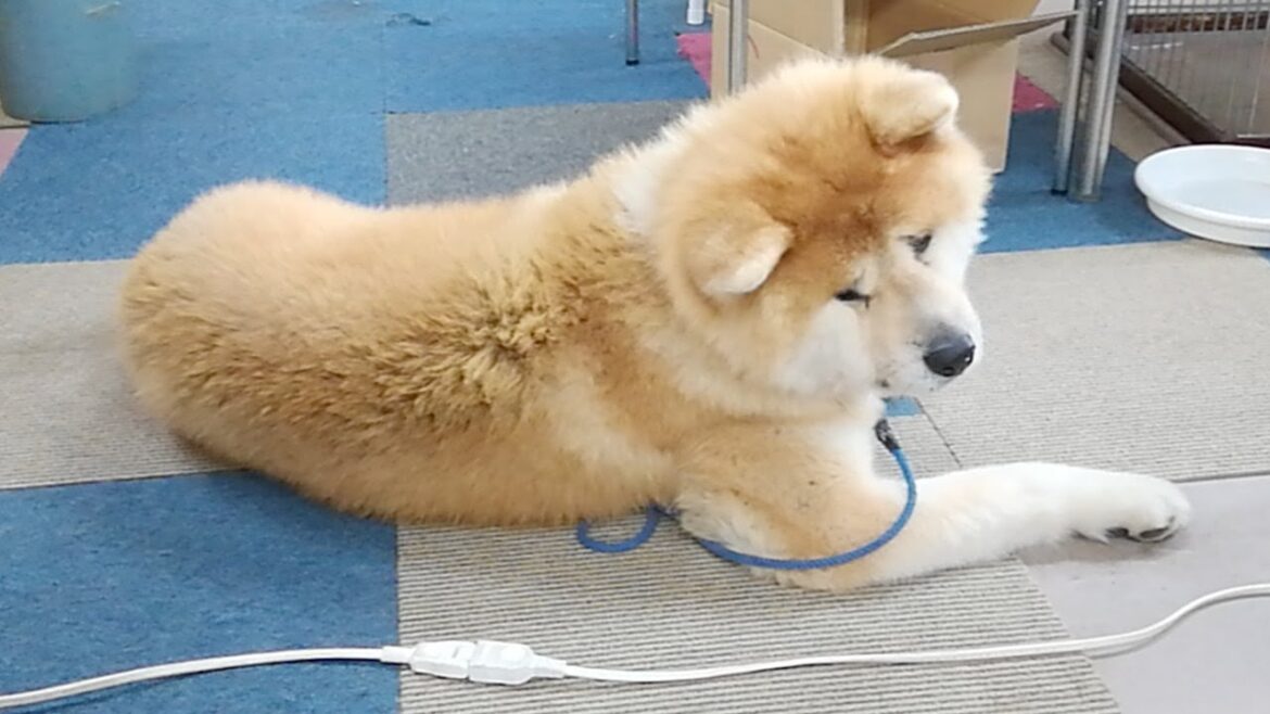 秋田犬会館配信！