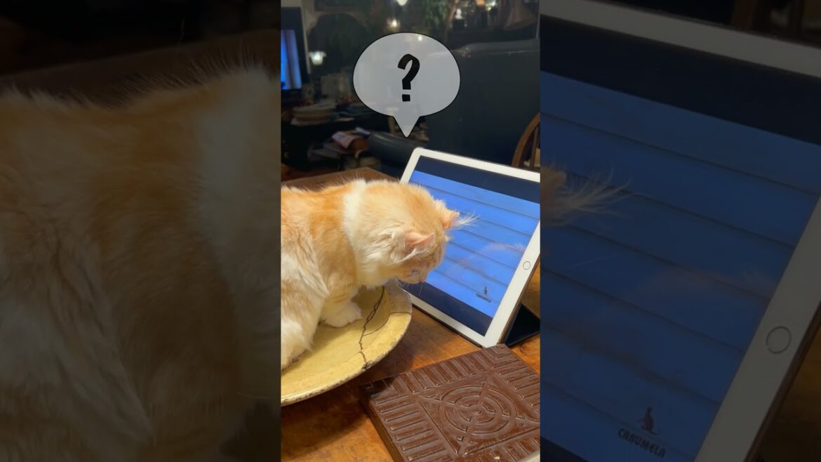 【キンカロー】猫が見る動画を見る猫を見る動画【仔猫】　#shorts　#猫 　#仔猫