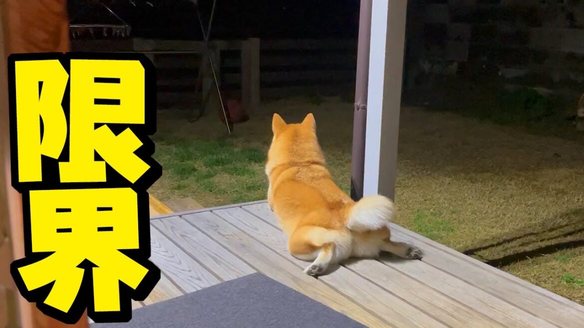 家族を待ち続ける柴犬の寂しさが限界に…心配していた事が起こってしまいました… 家族を待ち続ける柴犬の寂しさが限界に…心配していた事が起こってしまいました…