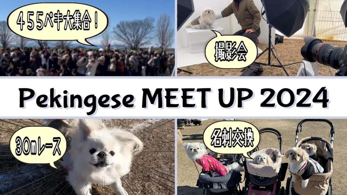 【Pekingese MEET UP 2024】日本中から455頭のペキニーズが大集合! 【Pekingese MEET UP 2024】日本中から455頭のペキニーズが大集合!