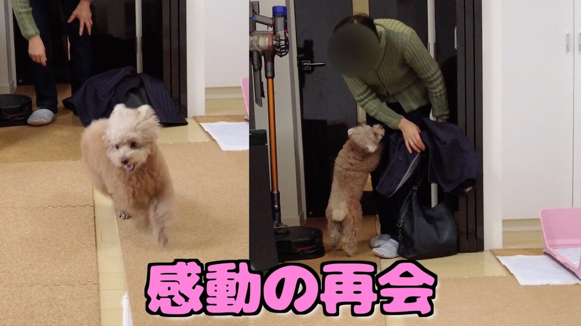 大好きなバァバが半年ぶりに現れて大喜びで歓迎する愛犬とまさかの…【トイプードル】 大好きなバァバが半年ぶりに現れて大喜びで歓迎する愛犬とまさかの…【トイプードル】