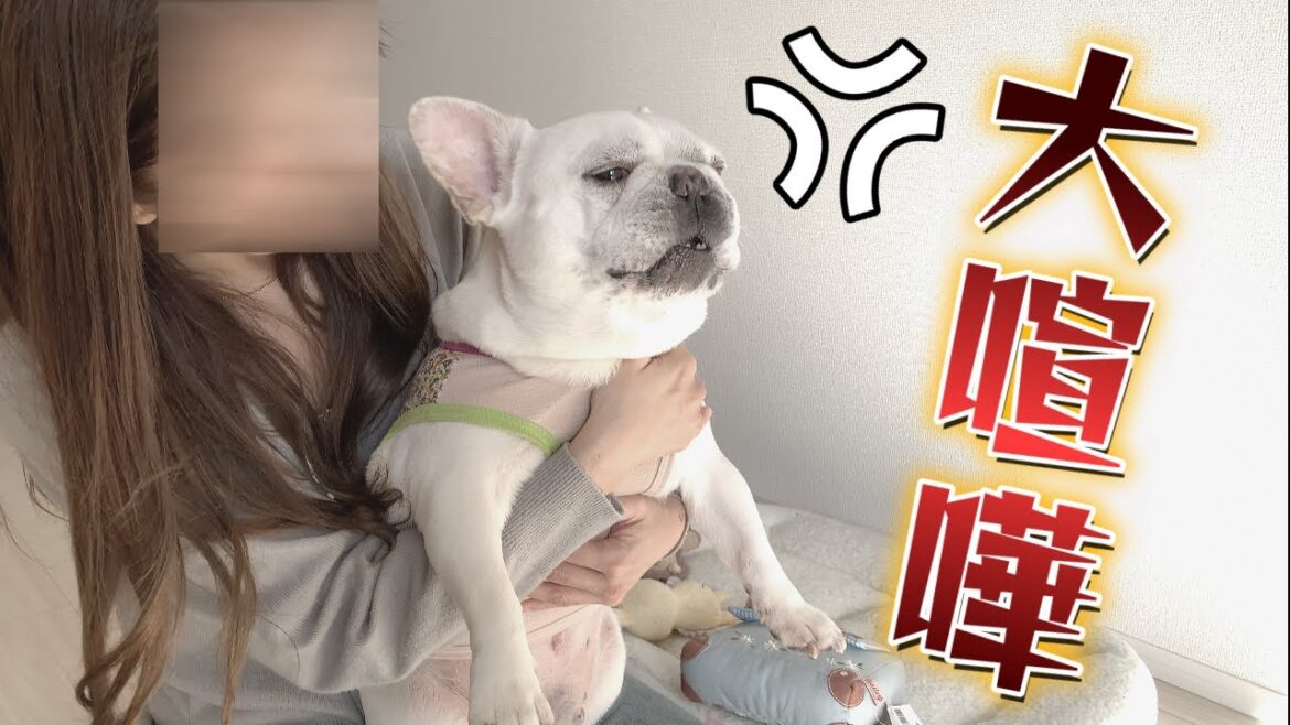 久しぶりに親子で大喧嘩しました…。【フレンチブルドッグ frenchbulldog】