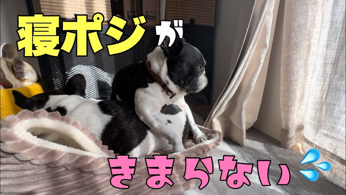 寝ポジが決まらない4男坊の行きつく先は⁈【フレンチブルドッグ多頭飼い】 寝ポジが決まらない4男坊の行きつく先は⁈【フレンチブルドッグ多頭飼い】