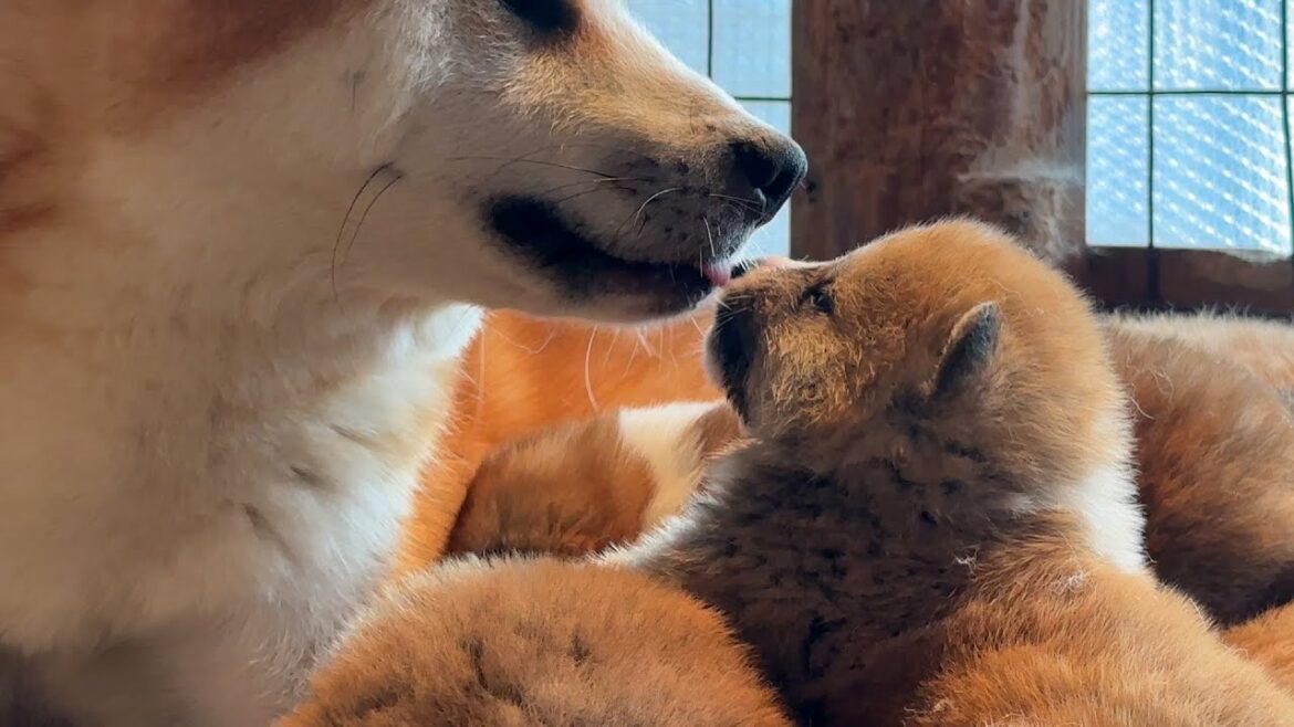 秋田犬の家族#10 無償の愛 秋田犬の家族#10 無償の愛
