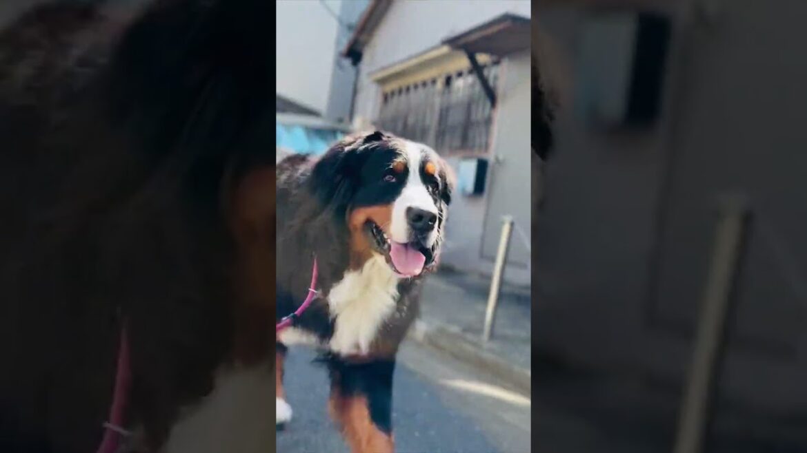 健康診断を受けに病院に向かうバーニーズマウンテンドッグ