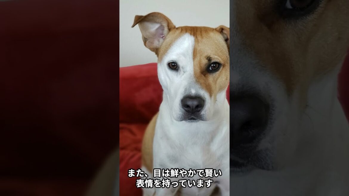 【スムース・フォックス・テリアの雑学】 #dog #雑学 #動物 【スムース・フォックス・テリアの雑学】 #dog #雑学 #動物