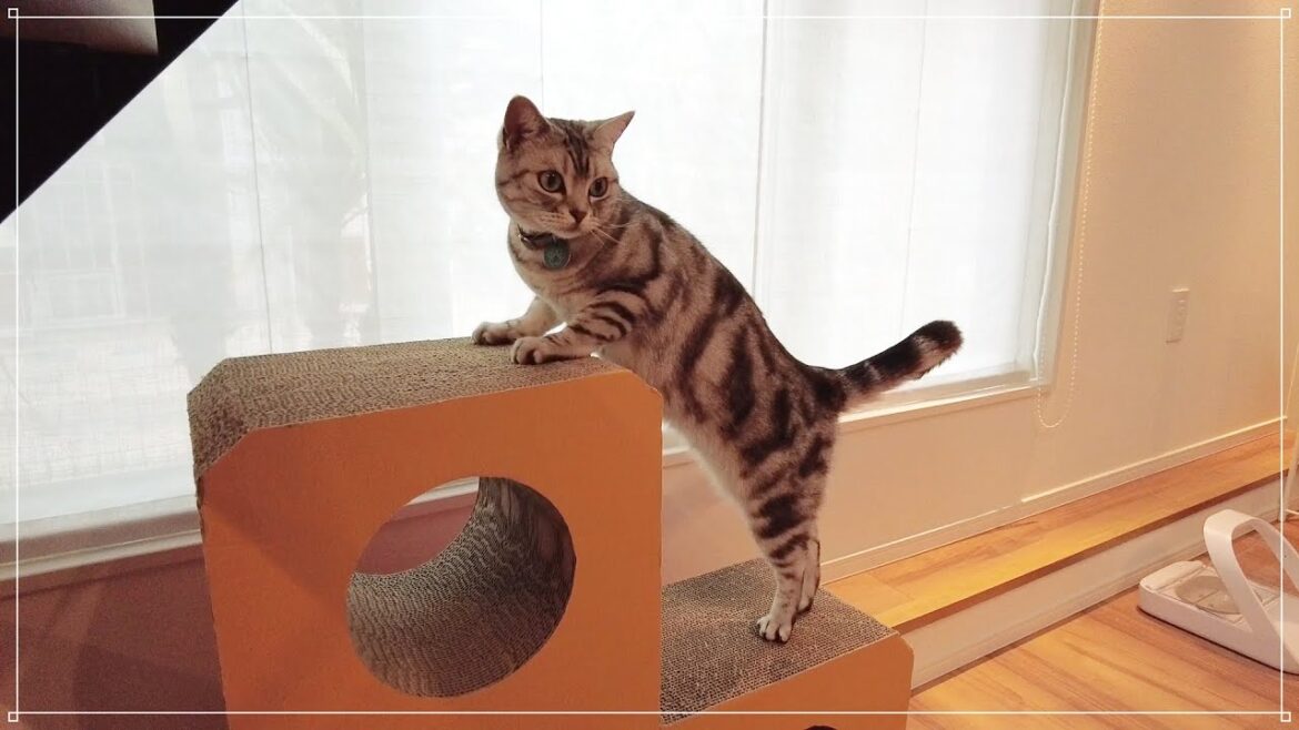 猫たち大満足！愛用の爪とぎ段ボールを復活させました【初心者簡単DIY】