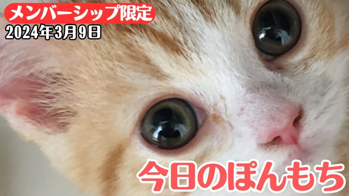 【特別公開】この動画は3月9日にメンバー限定で公開した動画です！