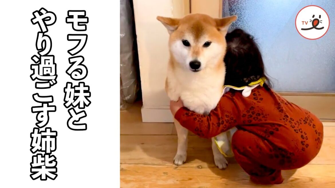 モフりを覚えた妹とやり過ごす姉ワンコ｜PECO
