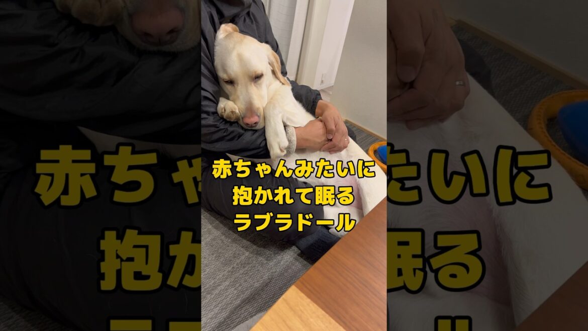 大型犬のラブラドールでも抱っこしてあげると眠くなってしまう… #shorts #shortvideo #ラブラドールレトリバー